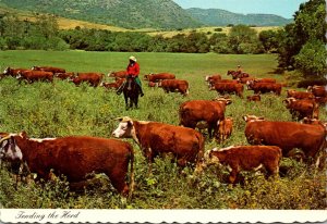 Cows Ranchers Tending The Herd Whiteface Cattle
