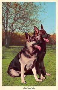 German Shepherd Trumbauersville, PA USA Dog Unused 