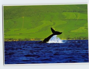 Postcard Giant Tail of a Humpback Whale Maui Hawaii USA