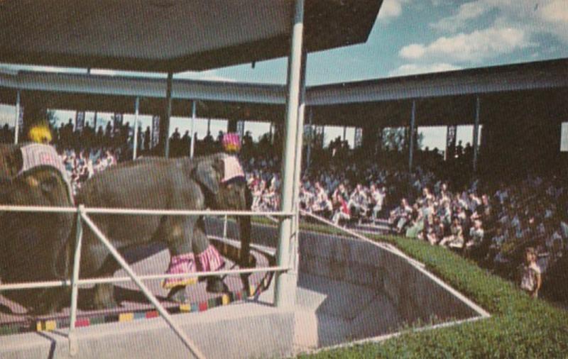 Elephants Elephant Show Forest Park St Louis Missouri