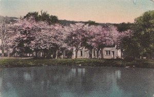 Postcard Apple Blossom Time The Sterling Hotel South Sterling PA