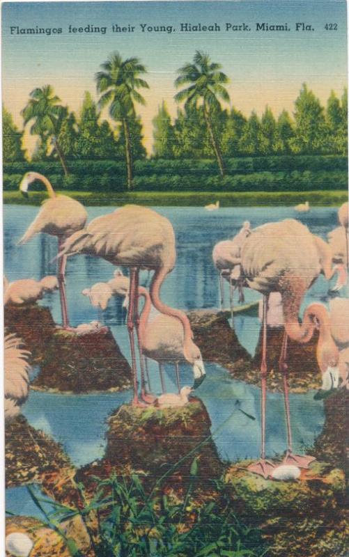 Flamingos feeding their Young at Hialeah Race Track Miami FL Florida pm 1947