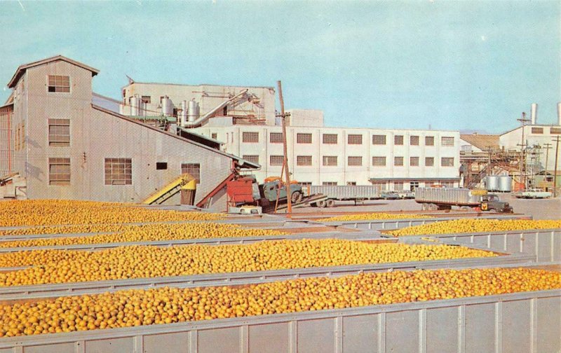 Florida FL   MINUTE MAID PROCESSING PLANT  Factory~Trucks~50's Cars  Postcard 