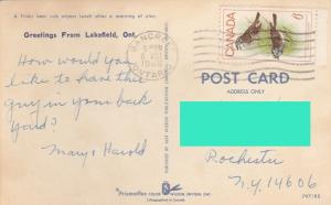 Bear Cub Greetings from Lakefield, Ontario, Canada - pm 1969