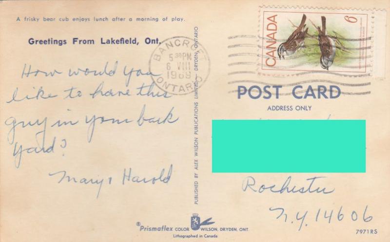 Bear Cub Greetings from Lakefield, Ontario, Canada - pm 1969