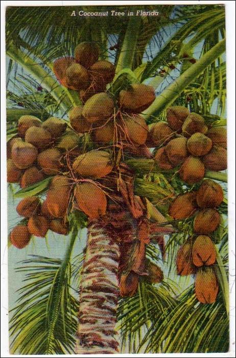 Coconut Tree in Florida