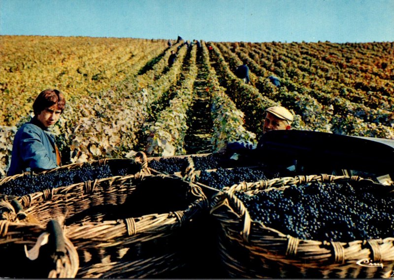 Advertising Alcohol Vendanges En Champagne Marne France