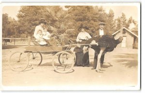 Cawston Ostrich Farm, CA Cart RPPC Los Angeles Pasadena 1910s Photo Postcard