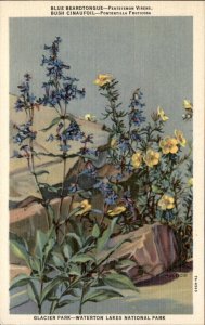 Glacier Park Montana Beardtongue Bush Cinafoil Waterton Lakes Vintage Postcard
