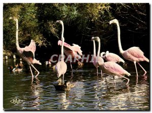 Old Postcard By Languedoc Roussillon Camargue Flamingos