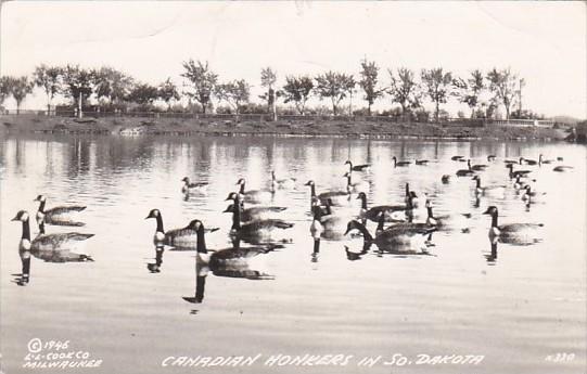 Geese Canadian Honkers In South Dakota Real Photo