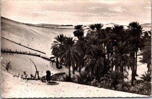 Algeria El Oued Une palmeraie Vintage RPPC C156
