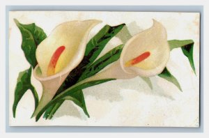 1880s Victorian Trade Cards Dandelion Buttercup Red Clover Daisy Set Of 6 P194