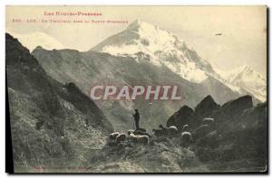 Old Postcard Luz A Flock In The High Mountain Shepherd and sheep