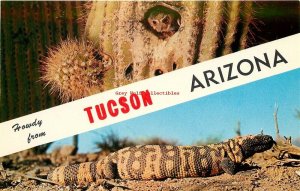 AZ, Tucson, Arizona, Multi View, Elf Owl, Gila Monster, Petley