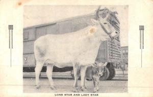 San Antonio  Texas Lone Star Lady Star Cows Antique Postcard K49471