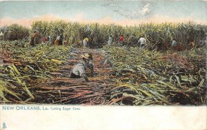 Lot186 New Orleans Louisiana usa cutting sugar cane types agriculture