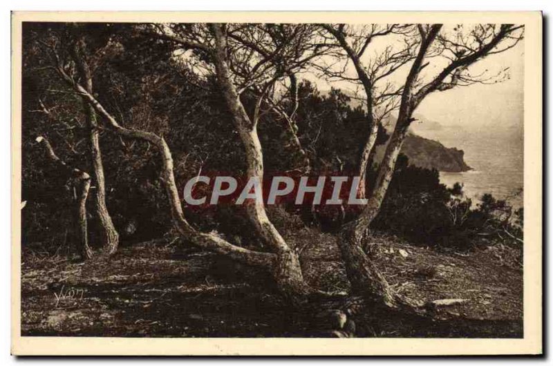 Old Postcard The Islands D & # 39Hyeres Porquerolles Les Pins d & # 39Alep