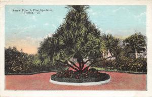 Florida~Screw Pine Tree A Fine Specimen~Brick Walkway~Mailed @ St Petersburg