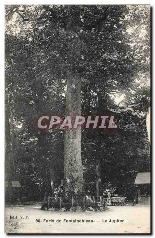 Old Postcard Tree Forest of Fontainebleau The jupiter