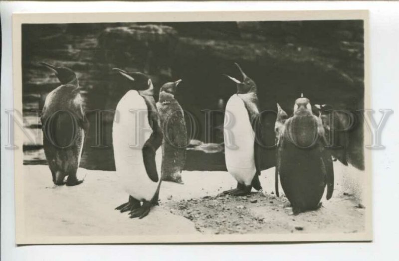 440282 GERMANY HAMBURG penguins Carl Hagenbeck Tierpark ZOO PHOTO postcard