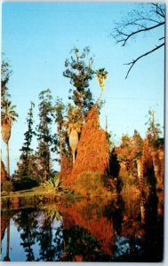 Postcard - The Jungle, Los Angeles State & County Arboretum - Arcadia, CA