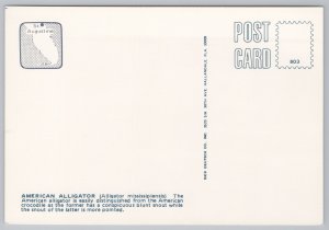 Animal~Alligator By Lake~Continental Postcard