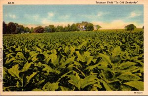 Tobacco Field In Old Kentucky Curteich