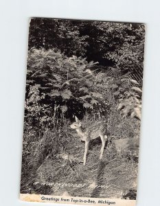 Postcard -A Northwoods Fawn - Greetings from Top-in-a-Bee, Michigan