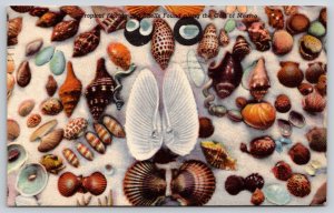 Florida~Gulf Coast~Tropical Sea Shells Collection Scene~Linen 1965 Postcard