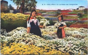 France Cote d'Azur La Cueillette des Marguerites Vintage Postcard 04.97