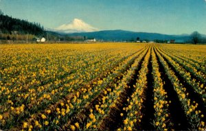 Washington Mount Rainier and Daffodil Fields