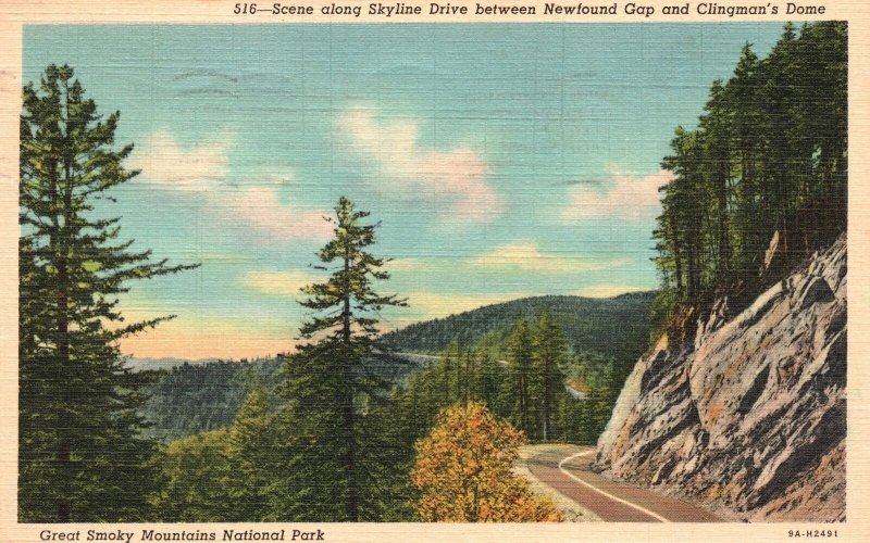 Vintage Postcard 1940's Skyline Drive Scene Bet. Newfound Gap & Clingman's Dome