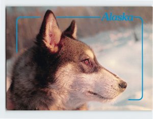 Postcard Alaskan Siberian Husky-Kayak, Alaska