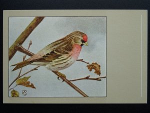 Bird Theme MEALY REDPOLL c1950s Postcard by P. Sluis Series 8 No.92