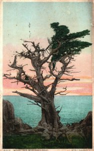 Vintage Postcard 1910's Witch Tree Attraction Monterey California Detroit Publ.