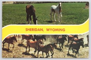 Animal~Horses In pasture & Stampeding Sheridan Wyoming~Vintage Postcard