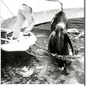 c1950s Palos Verdes, Los Angeles, CA RPPC Marineland Pacific Pilot Whale PC A166