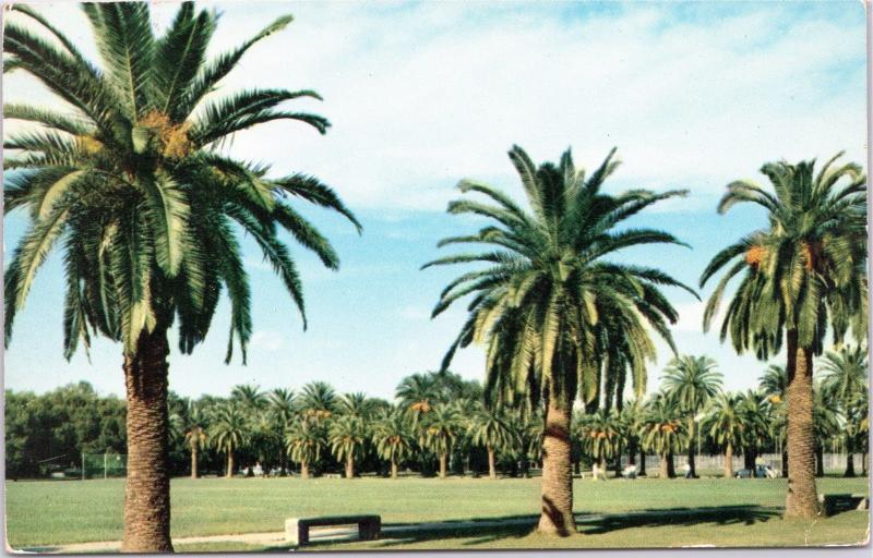 New Orleans, Louisiana  - City Park palm trees