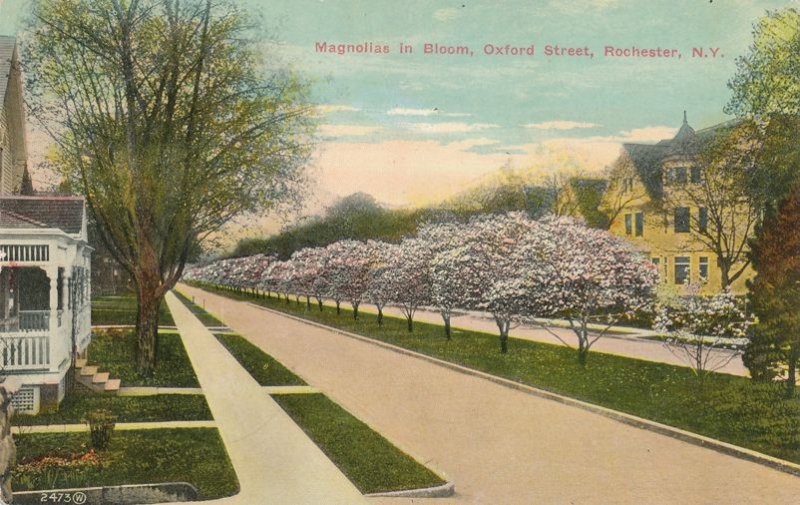 Oxford Street Magnolias in Bloom - Rochester NY, New York - DB