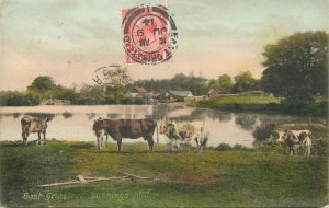 Postcard England East Grinstead Dunnings Mill cattle picturesque area
