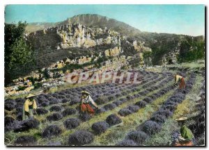 Modern Postcard Gourdon Alpes Maritimes Picking Lavender