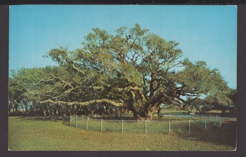Texas Rockport - THE BIG TREE, Goose Island State Park, 2000 years old - Chrome
