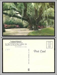 South Carolina, Charleston - The Famous Middleton Oak Gardens - [SC-009]