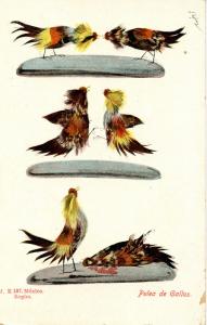 Mexico - Cock Fighting