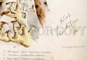 138023 1888 BEM Boehm mushrooms Book with 8 Lithographs