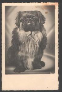 109439 Lovely PEKINGESE Dog Vintage PHOTO PC