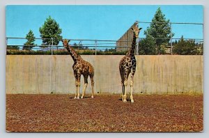 Giraffes at Portland Zoological Gardens in Oregon VINTAGE Postcard 0883