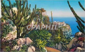 Old Postcard Jardin Exotique de Monaco Aloes Agaves Yuccas various Cereus Cer...