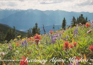 Canada British Columbia Kootenay Alpine Meadows